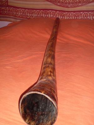 Agave Tyler Spencer DO# - gros plan