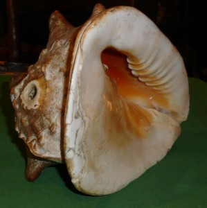 conque.jpg