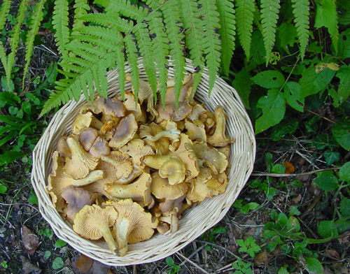 chanterelles Didge.jpg