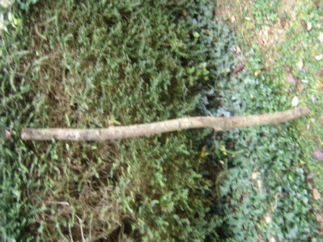 la branche entière