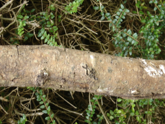 détail de l'écorce