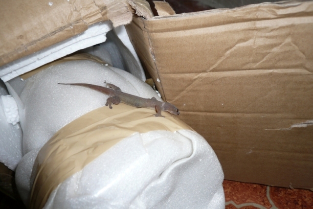 Gecko