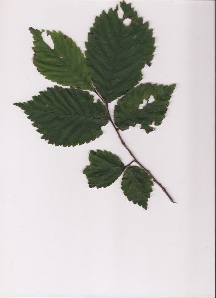 feuille arbre didg.jpg