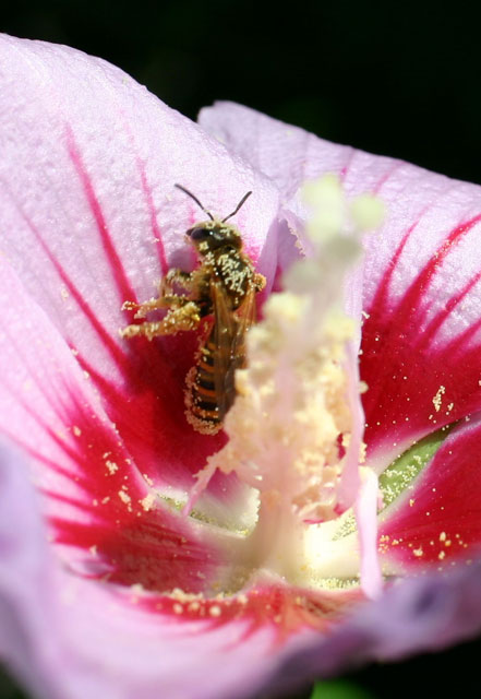 Abeille sortant de la fleur d' hibiscus