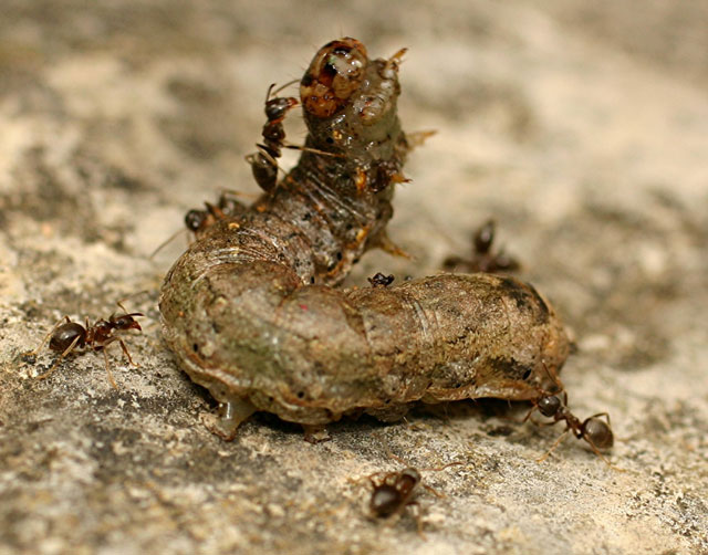Chenille à qui il ne reste plus beaucoup de temps à vivre ...