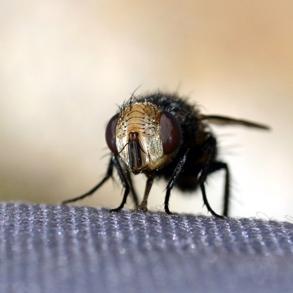 Une bouille de mouche