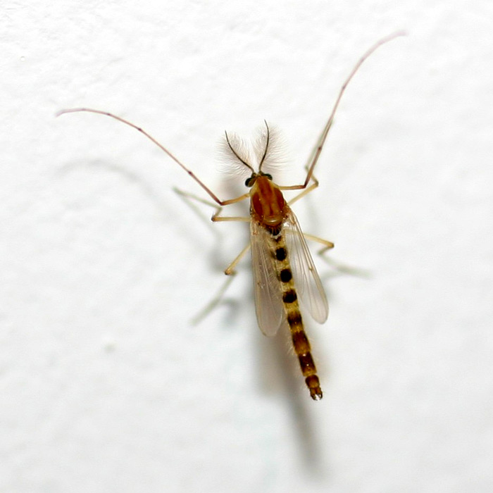 Ceci est un moustique ! Mais celui-là ne pique pas...