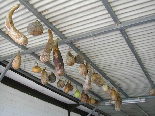 calebasse seche.jpg