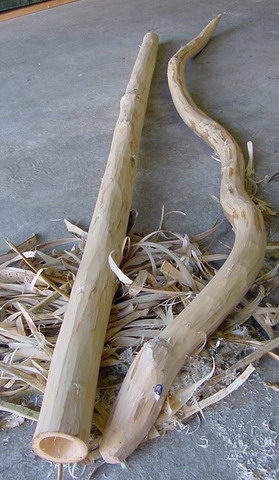 Serpent arc en ciel et noisetier_redimensionner.jpg