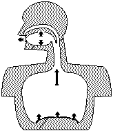 Principe de la respiration circulaire.