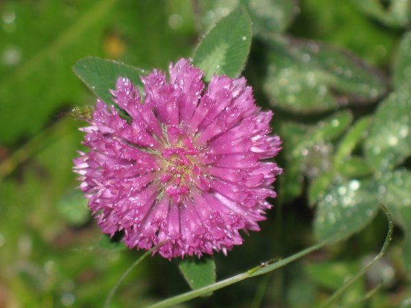 trèfle couvert de rosée.jpg