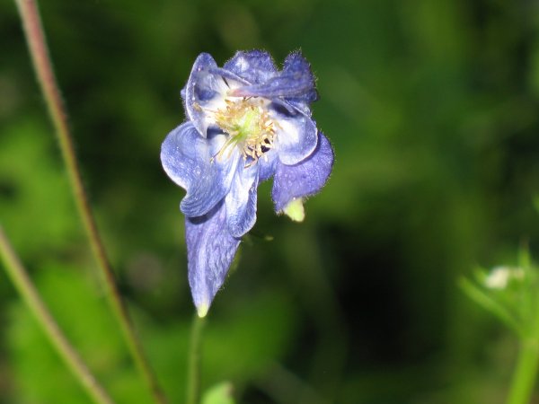fleur bleue.jpg