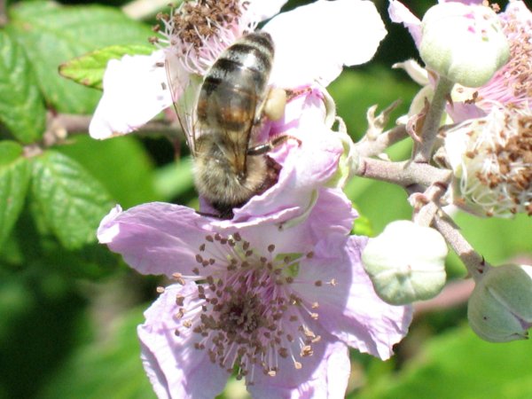 abeille butine.jpg