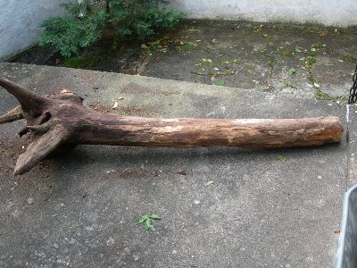 DSCN1950.JPG