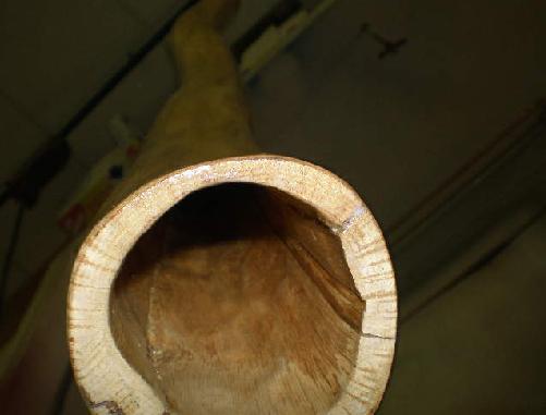 cloche plus didge en fond