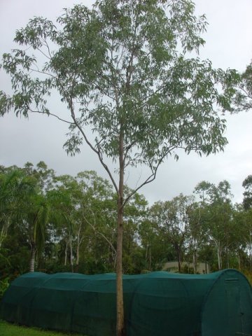 Stringy Bark