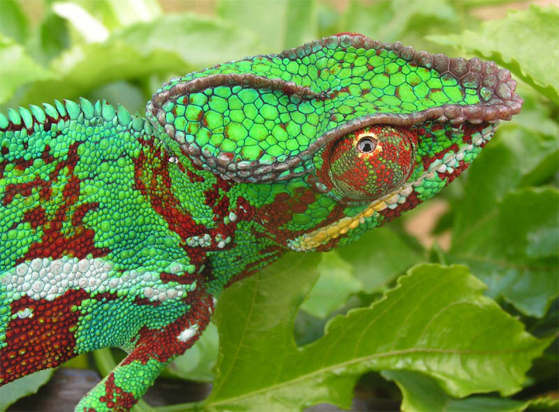 cameleon pardalis.jpg
