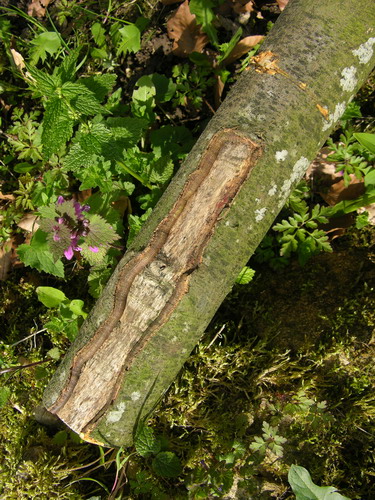 arbre a subit.jpg