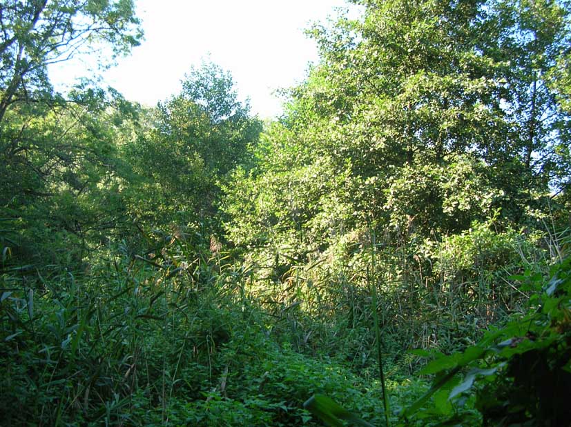 Nature 3.jpg