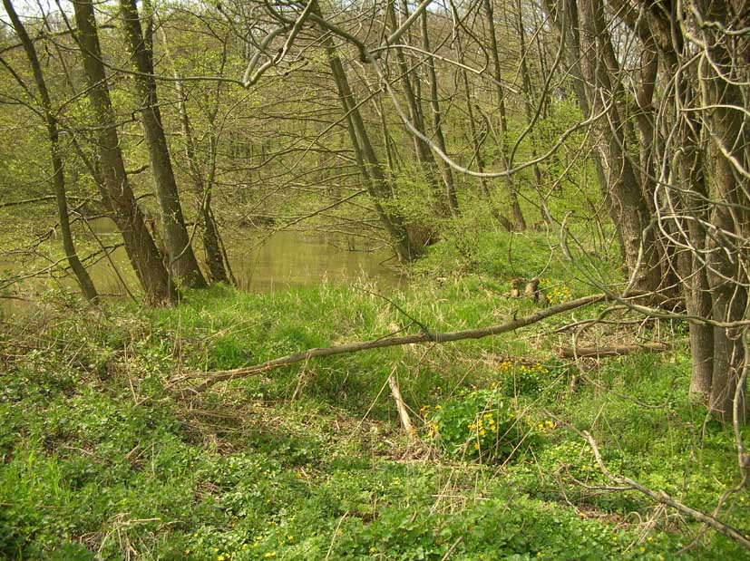 Nature 2.jpg