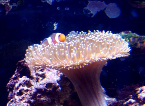 Nemo dans sa maison...