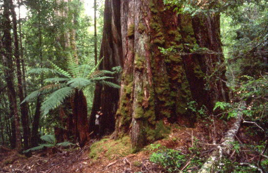 bigtreestyx@400.jpg