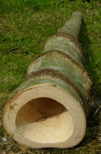 Erable vrillé 3.jpg