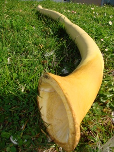 DSC00313.JPG