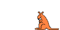 Kangourou :Kangourou: